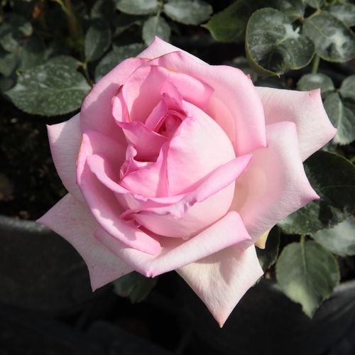 Karmínově růžová s červeným středem - Stromkové růže s květmi čajohybridů - stromková růže s rovnými stonky v koruně